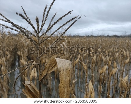 Flood and Heavy rain destroyed a maize field and causing crop failure, image of climate change. wilt corn crop caused by flood and heavy rain.