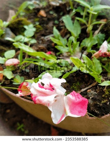 henna flowers (impatiens balsamina) wither and fall to the ground in pots