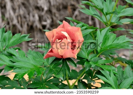 Wonderful peony flower variety Old Rose Dandy at beginning of flowering is yellowish-beige with purple tint, later a delightful red-brown color. Red spots at base of petals. Floriculture, gardening Royalty-Free Stock Photo #2353590259