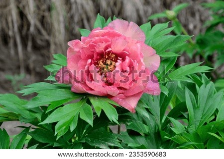 Delightful peony flower variety Pink Double Dandy with fragrant semi-double and double flowers, pink with hint of lavender. Delicate, thin and silky petals reveal rare ring of stamens. Summer garden Royalty-Free Stock Photo #2353590683