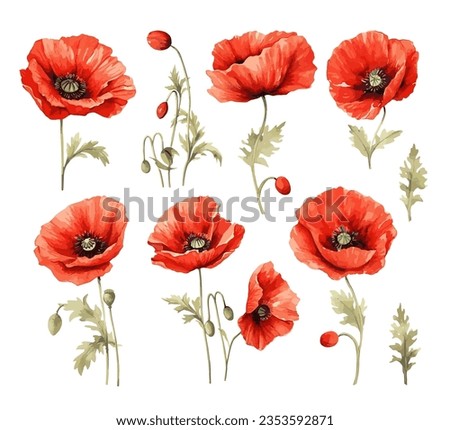 Red poppy flower watercolor illustration vector collection. Red petals black stamens poppy flowers isolated on white. Meadow wild blossom set, field blooming plants clip art. Green buds and leaves Royalty-Free Stock Photo #2353592871