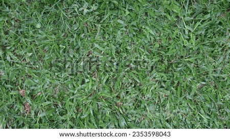 fresh green garden grass grows