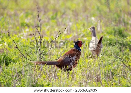 Pheasant Phasianus colchicus in the wild. A pheasant hiding in the grass. Close up.