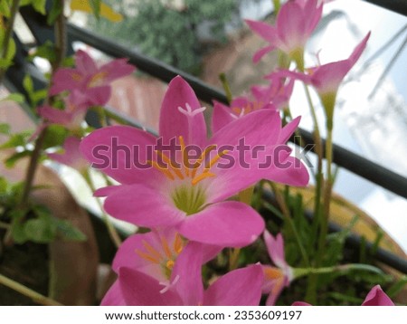 Zephyranthes carinata, commonly known as the rosepink zephyr lily or pink rain lily, is a perennial flowering plant native to Mexico, Colombia and Central America