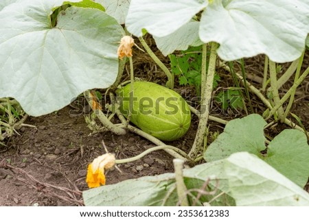 
Cultivation of alcayota, cayote or white pumpkin, ready to be harvested. Cucurbita ficifolia.