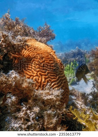 Brain coral in the bottom of the sea, Marine life