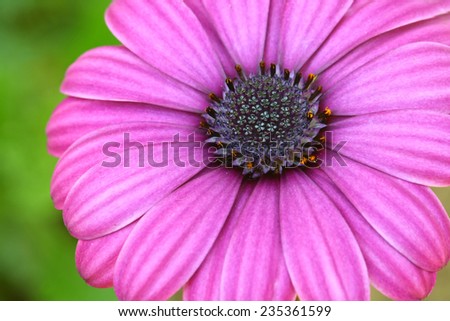 purple pollen flower ,close up pink cosmos in garden background,