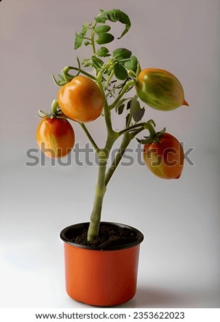 Tomato falseness  plant and ripe tomato fruit in a pot of oranges in a photo studio.