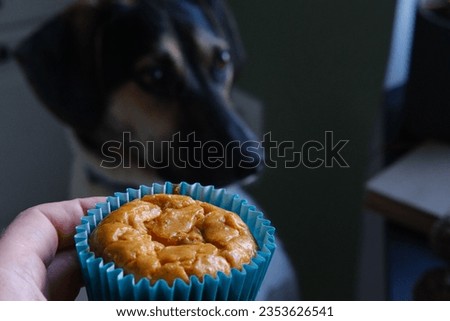 Home made cupcake for your puppies birthday