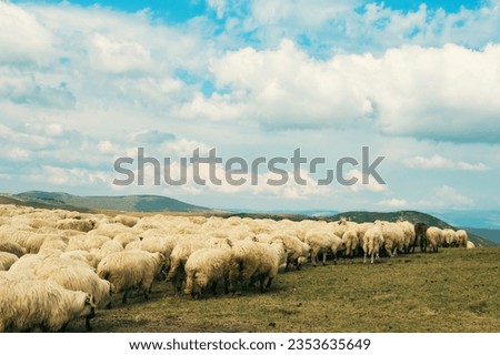 Sheep farm in a beautiful mountain landscape.Sheepfold.  Royalty-Free Stock Photo #2353635649