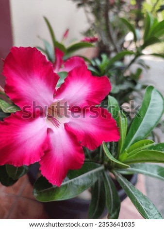 Adenium obesum flowers blooming on green leaves closeup beautiful flower is a plant that can be easily grown. Very resistant to drought conditions Until receiving the nickname "Desert Rose".

