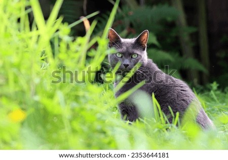 Gray cat hiding in the grass in the garden in the summer. Selective focus.  Royalty-Free Stock Photo #2353644181