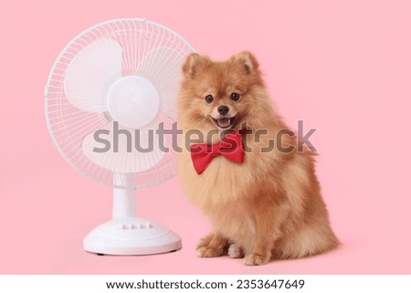 Cute Pomeranian spitz in bow tie with electric fan sitting on pink background