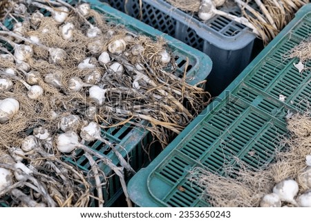 Organic garlic is dried after harvesting. Garlic as a source of health in natural folk medicine
