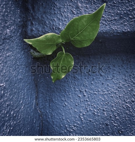 A green leaf gracefully emerges from weathered brick wall, showcasing nature's resilience amidst urban setting. Ideal for stock photography, symbolizing the harmony of nature and architecture.