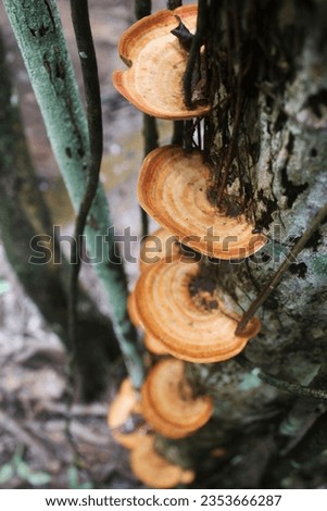 A brown rot fungus that grows wild on a log in the forest Royalty-Free Stock Photo #2353666287