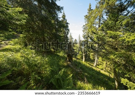 Pictures from the hiking trail "Belchensteig" in southern Germany. The Belchen is a 1414 high mountain in the Black Forest.