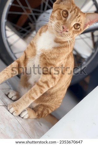 a photography of a cat sitting on a table next to a bicycle, tiger cat sitting on a table next to a bicycle wheel.