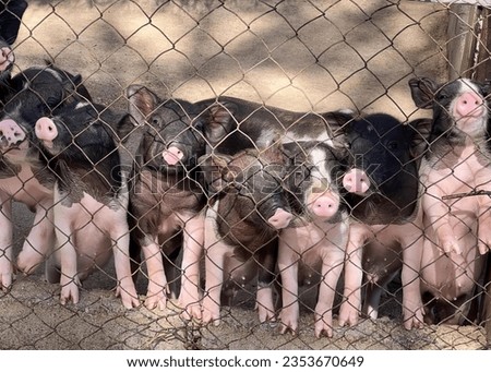 a photography of a group of pigs standing behind a fence, sus scrofas are standing in a row behind a fence.