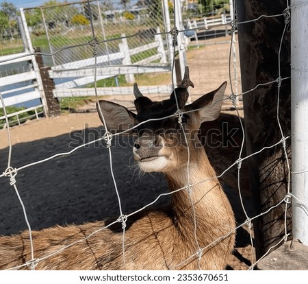 a photography of a deer standing behind a fence in a fenced in area, snake - rail fence with wire mesh and deer in enclosure.
