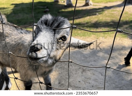 a photography of a goat looking through a fence at the camera, capra ibexor goat looking through a wire fence at a person.