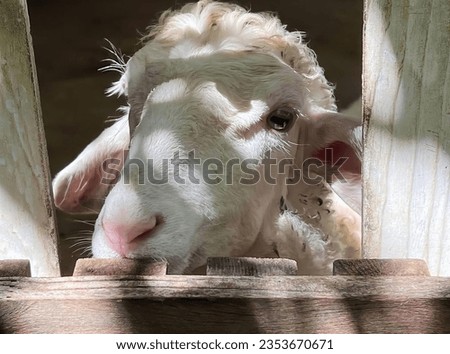 a photography of a sheep looking through a wooden fence, tup of white sheep looking through a wooden fence in a barn.