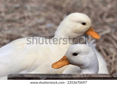 a photography of two ducks standing next to each other on a field, tray with two ducks sitting on it.