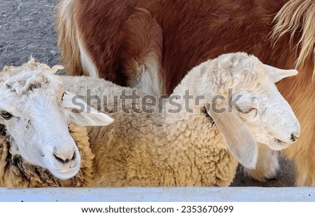 a photography of a group of sheep standing next to each other, tup of sheep and a goat standing next to each other.