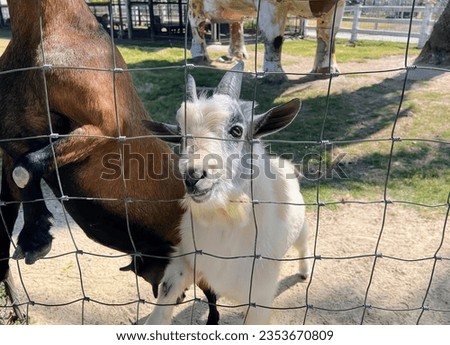 a photography of a goat and a goat behind a fence, llamas and goats are standing behind a fence in a zoo.