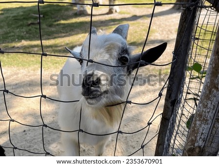 a photography of a goat standing behind a fence looking at the camera.