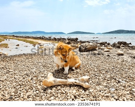 Portrait of cute dog Pembroke welsh Corgi chewing bone laying on sandy coast, Croatia beach