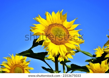 Beautiful blooming sunflower in the field with sky and great horizont.
