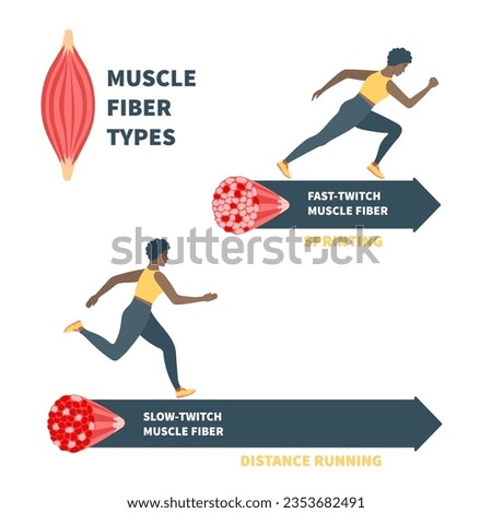 Skeletal muscle fiber types with slow twitch and fast twitch infographics. Red and white muscular tissue structure for aerobic and anaerobic exercises. Marathon runner vs sprinter. Vector illustration Royalty-Free Stock Photo #2353682491