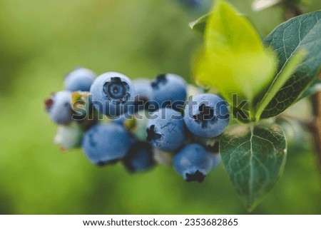 Forest blueberry. Background of fresh ripe blueberries. Delicious wild berries. Berries for tea. Healthy Eating. Green leaf