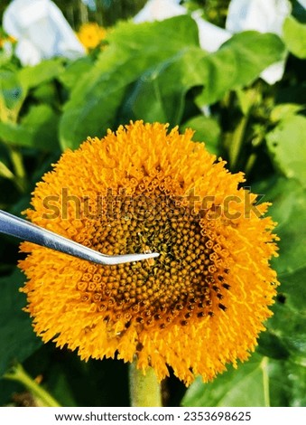 Sunflower hybridization. Castration and application of pollen to sterile sunflower forms.
