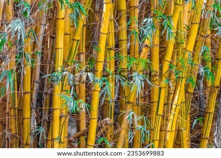Green yellow bamboo trees in tropical forest of San José Province Costa Rica.