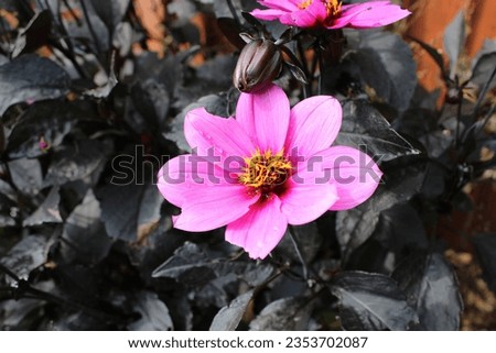 Close up picture of a pink Dahlia 'Mystic Dreamer' flower