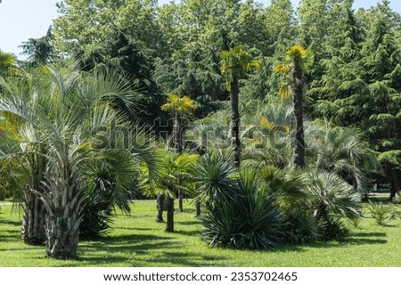 Beautiful Butia capitata palms, commonly known as jelly palms in Sochi Landscape Park. Palm tree with luxurious turquoise leaves. Park near commercial sea port. Nature concept for design. Royalty-Free Stock Photo #2353702465