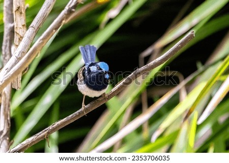 Adult male Superb fairy wren, malurus cyaneus, against foliage background with space for text. Healseville, Australia