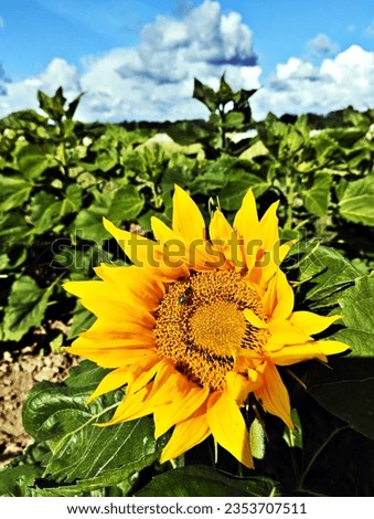 Close-up of a beautiful sunflower basket in a field.