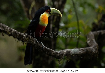 Colorful bird in the forest. Green-billed toucan (Ramphastos dicolorus), Atlantic Forest, Brazil, South America. Selective Focus