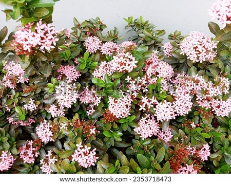 The cultivar of the Ixora coccinea plant is dwarf in shape with pink flowers.