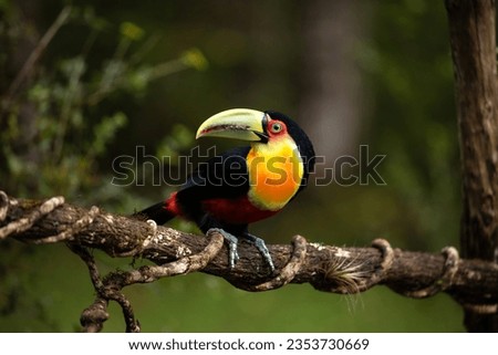 Green-billed toucan (Ramphastos dicolorus), Atlantic Forest, Brazil, South America. Selective Focus