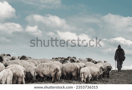 The shepherd with the sheep he cares for in a beautiful mountain landscape. Shepherd and a flock of sheep.  Royalty-Free Stock Photo #2353736315