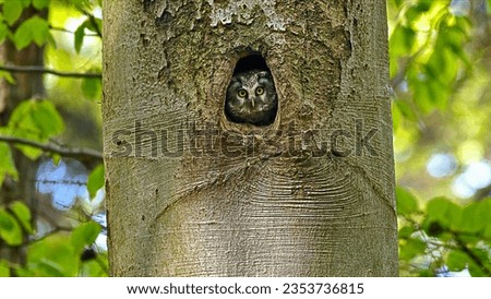 A beautiful owl lives in a tree hole.