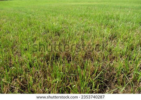 Green grass on a meadow