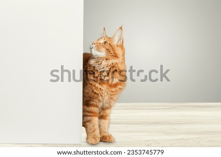 Funny cute domestic cat and a white banner