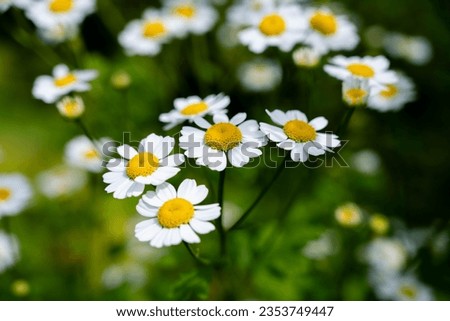 Chamomile. Wild chamomile Matricaria recutita flowers in bloom. Summer floral background. Royalty-Free Stock Photo #2353749447