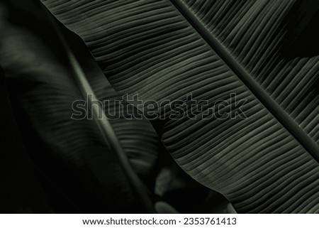 Abstract bold green leaves texture for background, elegant tropical banana leaf details, nature wallpaper, vintage tone, deep shading, foliage, ecology concept, dark moody feel. refined, elegance Royalty-Free Stock Photo #2353761413