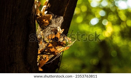 autumn picture with beautiful bokeh and yellow foxes braided with cobwebs